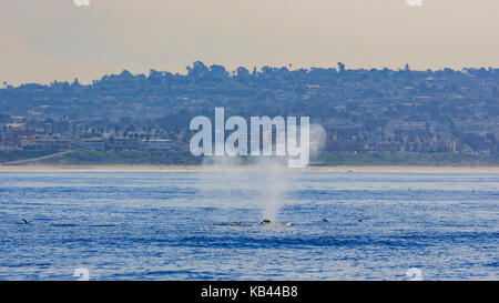 Humpback whale watching in Los Angeles Stockfoto