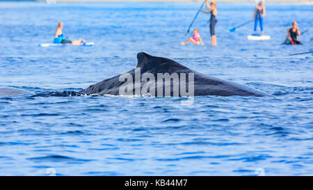 Humpback whale watching in Los Angeles Stockfoto