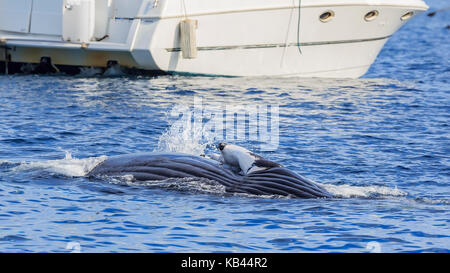 Humpback whale watching in Los Angeles Stockfoto