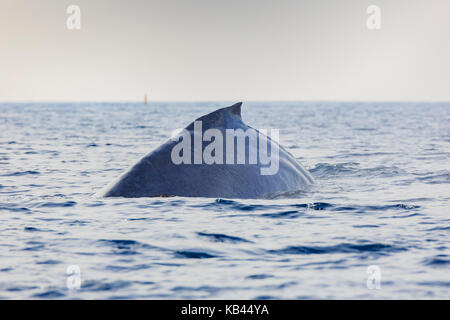 Humpback whale watching in Los Angeles Stockfoto