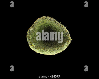 Reflektierte licht Aufnahme eines Cladonia sp. Flechten, Ansicht von oben, Durchmesser ca. 3 mm Stockfoto