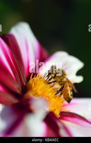 Honigbiene (Apis mellifera) auf die weiße rote Dahlie. Vertikale Nahaufnahme Bild. Stockfoto