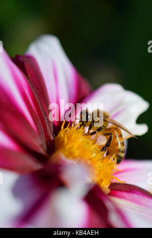 Honigbiene (Apis mellifera) auf die weiße rote Dahlie. Vertikale Nahaufnahme Bild. Stockfoto