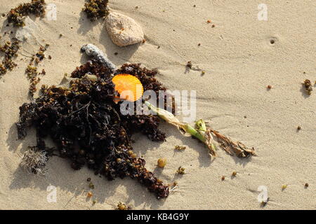 Meer Küste noch Leben mit einem Oyster shell und verschiedene natürliche Elemente im Querformat mit Kopie Raum Stockfoto