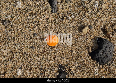 Meer Küste noch Leben mit einem Oyster shell und verschiedene natürliche Elemente im Querformat mit Kopie Raum Stockfoto