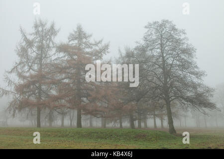 Bäume im Nebel fallen Stockfoto