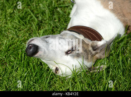 Galgo Espanol Hund liegt entspannt auf dem Rasen, das ist ein Closeup auf den Kopf des Hundes. Stockfoto