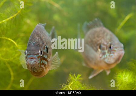 Sonnenblumenöl kaltgepresst (lepomis Gibbosus) Paar schwimmen, Niederlande, Gelderland Stockfoto