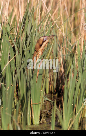 Große Rohrdommel (Botaurus stellaris) zwischen Schilf in Feuchtgebieten, Europa, Niederlande Stockfoto