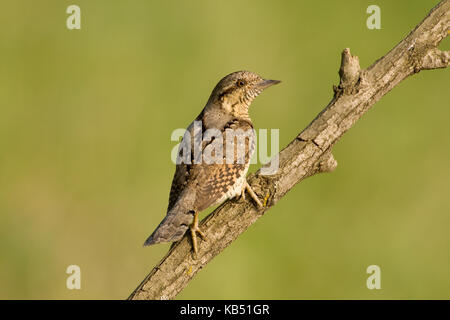 Eurasischen Wendehals (Jynx torquilla), Ungarn Stockfoto