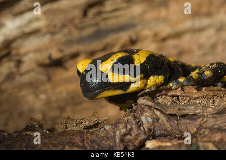 Feuer Salamander (Salamandra Salamandra) Porträt, Allier, Frankreich Stockfoto