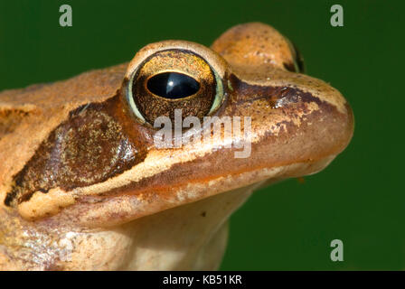 Agile Frosch (Rana Dalmatina) Porträt, Frankreich Stockfoto