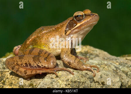 Springfrosch (Rana Dalmatina), Frankreich Stockfoto