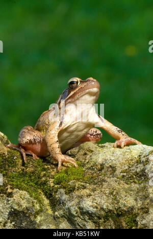 Springfrosch (Rana Dalmatina), Frankreich Stockfoto