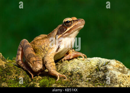 Springfrosch (Rana Dalmatina), Frankreich Stockfoto