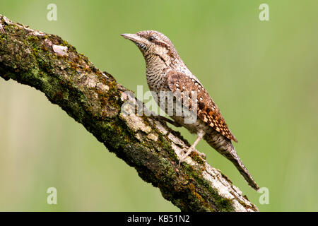 Eurasischen Wendehals (Jynx torquilla), Ungarn Stockfoto