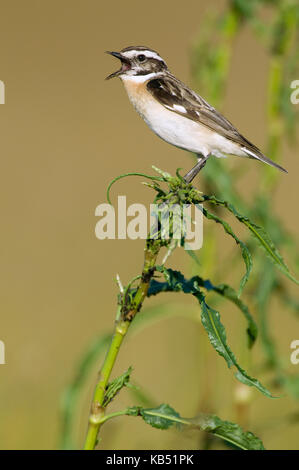 Braunkehlchen (Saxicola Rubetra) singen, Ungarn Stockfoto