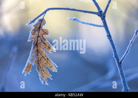 Eiskristalle auf einem schwarzen Eiche (quercus kelloggii) Blätter und Äste im Winter im Yosemite National Park, Kalifornien. Stockfoto