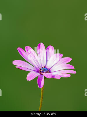 Osteospermum ecklonis (single African Daisy) im frühen Herbst in West Sussex, England, UK. Lila African Daisy. Porträt mit kopieren. Stockfoto