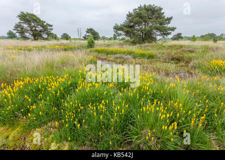 Torf Moor mit Bog Asphodel (Narthecium ossifragum) in voller Blüte, die Niederlande, Overijssel, Beerzerveld Stockfoto