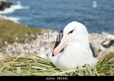 Schwarz der tiefsten Albatross (Thalassarche melanophry) Verschachtelung bei der Kolonie, Falkland Inseln Stockfoto