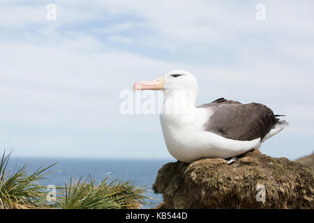 Schwarz der tiefsten Albatross (Thalassarche melanophry) am Nest an Kolonie, Falkland Inseln Stockfoto