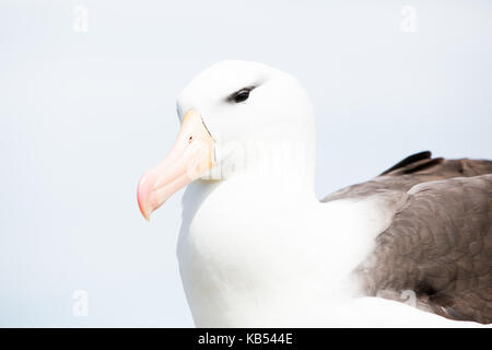 Schwarz der tiefsten Albatross (Thalassarche melanophry) Portrait, Falkland Inseln Stockfoto