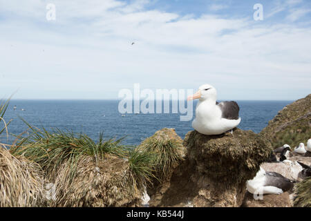 Schwarz der tiefsten Albatross (Thalassarche melanophry) Verschachtelung bei der Kolonie, Falkland Inseln Stockfoto