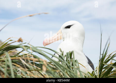 Schwarz der tiefsten Albatross (Thalassarche melanophry) Portrait auf Nest, Falkland Inseln Stockfoto