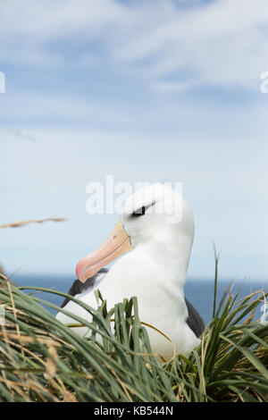 Schwarz der tiefsten Albatross (Thalassarche melanophry) Verschachtelung bei der Kolonie, Falkland Inseln Stockfoto