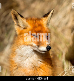 Porträt eines Red Fox (Vulpes vulpes) Blick nach rechts, Niederlande, Noord Holland, ADW Stockfoto