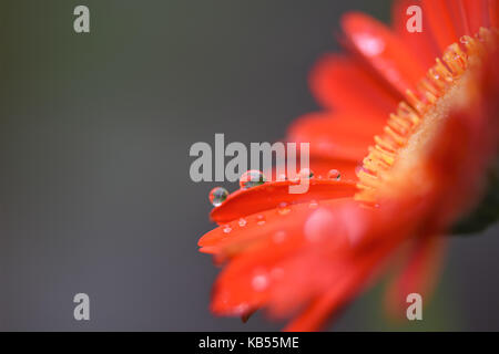 Nahaufnahme rot orange Gerbera daisy flower Foto in meinem Garten bei Regen fällt auf Blütenblättern und Reflexionen an der Südküste von England Großbritannien Stockfoto