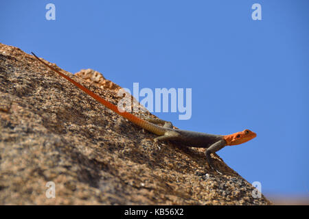 Namibia, Erongo, Damaraland, Brandberg, Namibian Rock Agama (Agama planiceps) Stockfoto