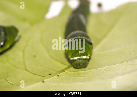 Schmetterling Stockfoto