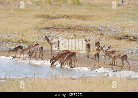 Namibia, Kunene, Etosha Nationalpark, Impala (Aepyceros melampus) Stockfoto