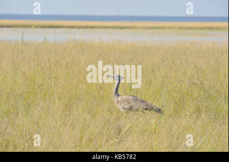 Namibia, Kunene, Etosha Nationalpark, kori bustard (ardeotis Kori) Stockfoto