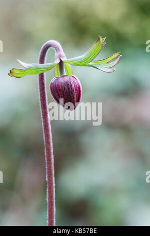 Poppy Anemone, Bud, Medium close-up Stockfoto