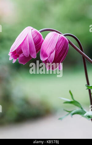 Poppy Anemone, Medium close-up Stockfoto