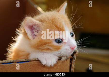 Drei Wochen alte rot-braune Katze schaut mit großen Augen über den Rand der Wurfkiste Stockfoto