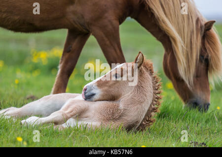 Stute und Fohlen, Island isländische Reiner - Pferde gezüchtet, Island Stockfoto