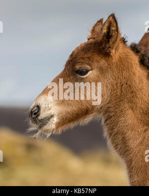 Portrait von Neugeborenen Fohlen, Island isländische reinrassige Pferde, Island Stockfoto