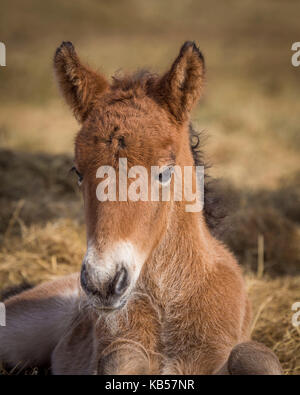 Portrait von Neugeborenen Fohlen, Island isländische reinrassige Pferde, Island Stockfoto