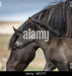 Stute und Fohlen, Island isländische Reiner - Pferde gezüchtet, Island Stockfoto