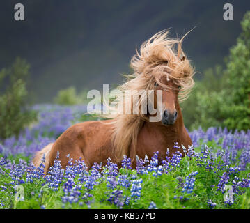 Pferd läuft von Lupinen, reinrassige Islandpferd im Sommer mit blühenden Lupinen, Island Stockfoto