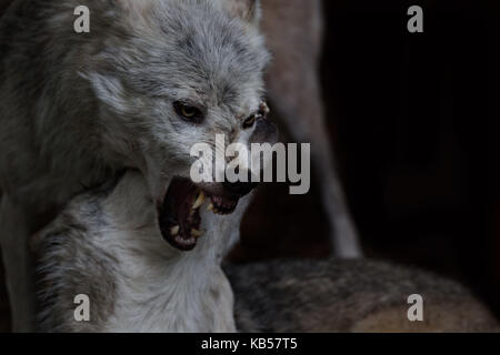 Timber Wölfe kämpfen Stockfoto