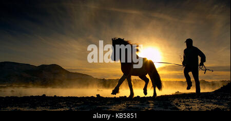 Trainer Pferd mit islandpferd, Island Stockfoto