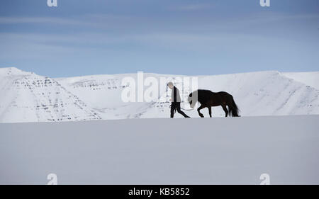 Islandpferde mit Trainer Winter, Island Stockfoto