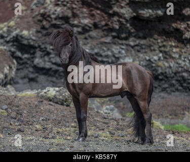 Isländische Hengst, Island Stockfoto