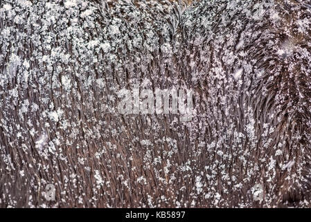 Islandpferd in einem Schneesturm, Island Stockfoto