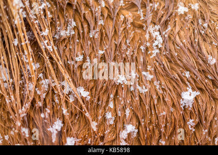 Islandpferd in einem Schneesturm, Island Stockfoto